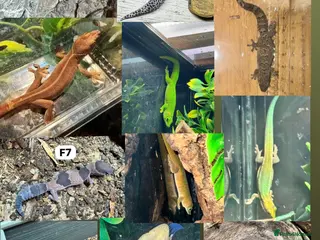 Leopard Gecko reptiles Available Rescue Looking for Their Forever Homes - Advert 1