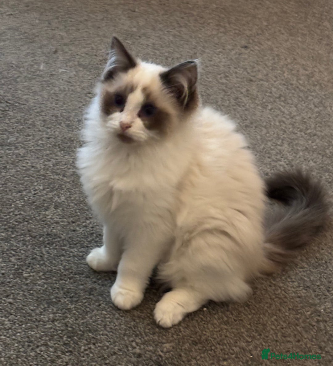 Ragdoll cats for sale: Gccf registered Ragdoll kittens  - Image 11
