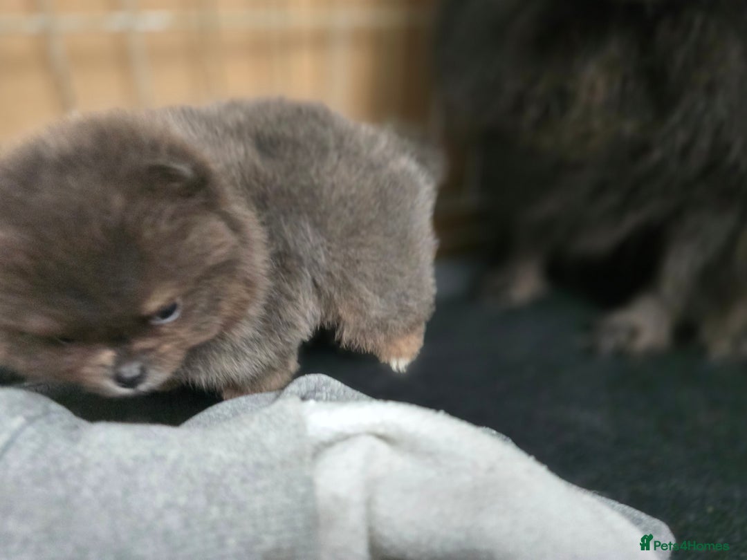 Pomeranian dogs for sale: True to type blue and chocolate boy - Image 17