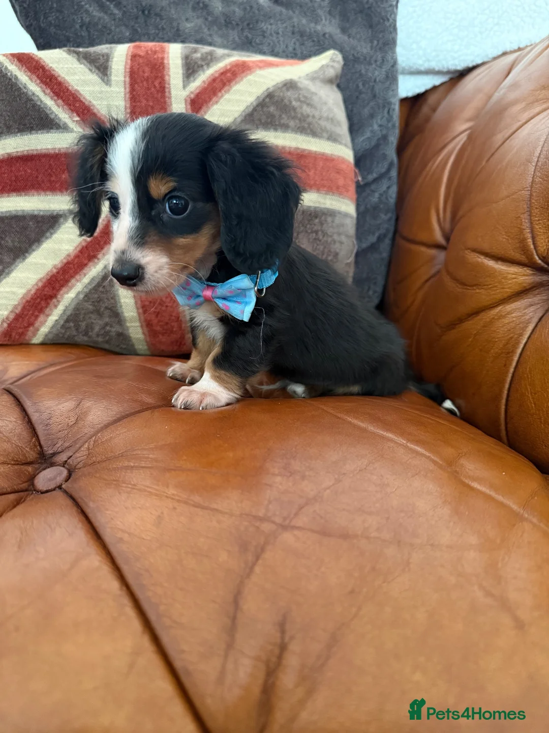 Miniature Dachshund dogs for sale: Miniature Dachshund 5 ⭐ License 5 ⭐ reviews - Advert 2