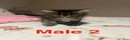 Bengal cats for sale: Bengal/Ragdoll  - Advert 2