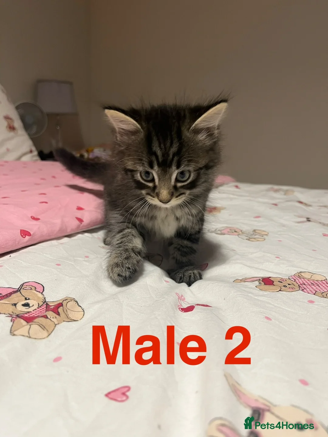 Bengal cats for sale: Bengal/Ragdoll  - Advert 2