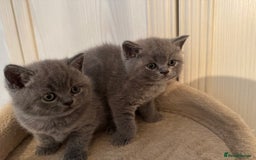 British Shorthair cats for sale: 💙 GCCF British Blue Boys – Ready Soon 💙 - Image 12