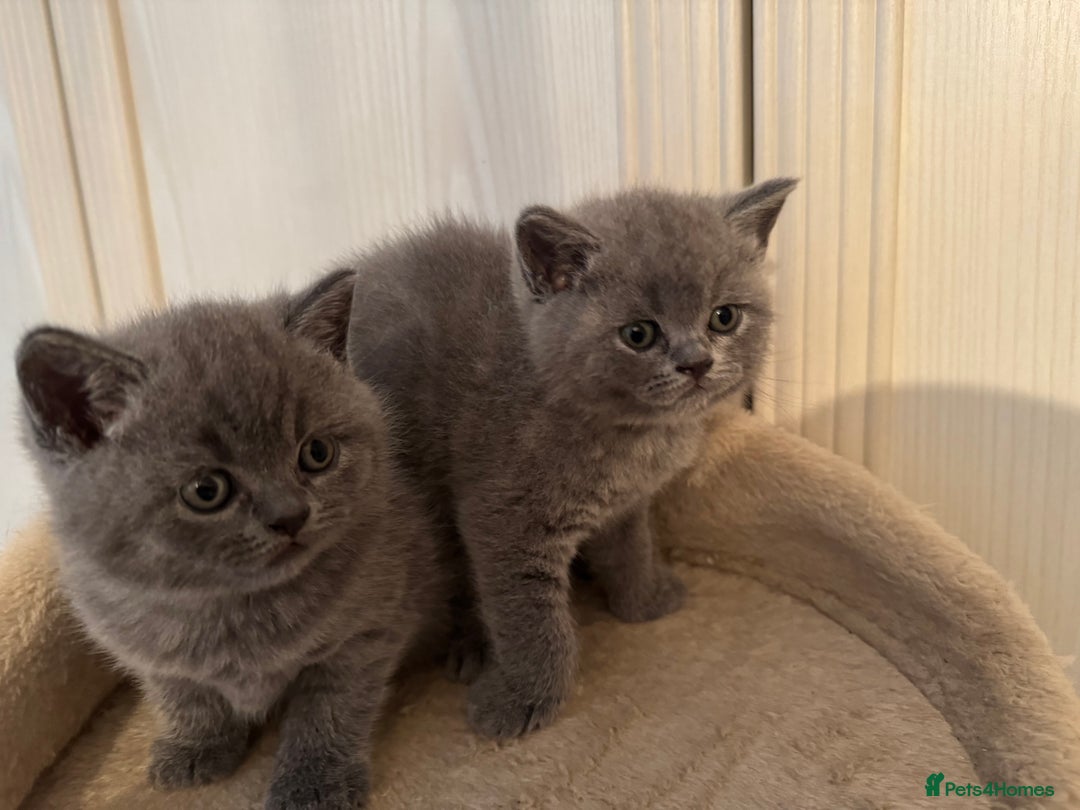 British Shorthair cats for sale: 💙 GCCF British Blue Boys – Ready Soon 💙 - Image 12