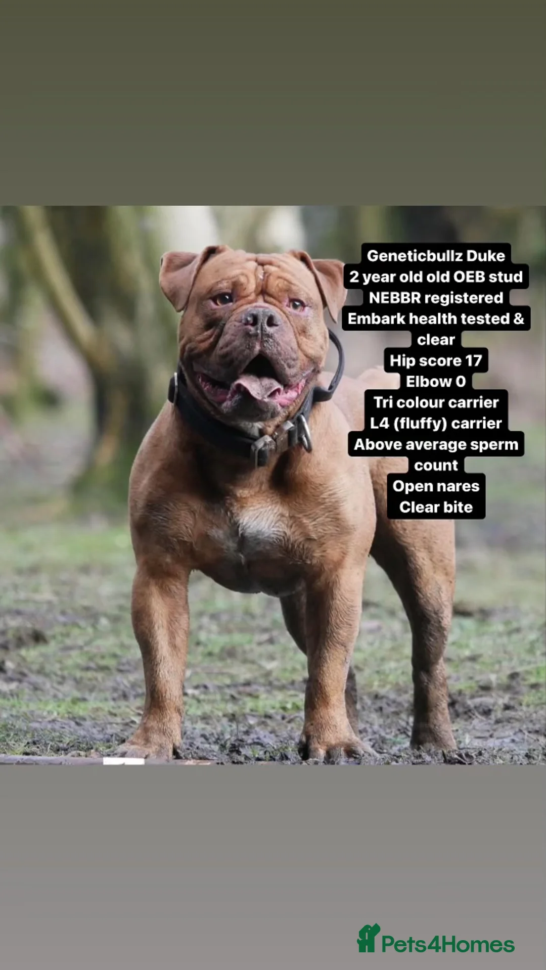 Olde English Bulldogge dogs for stud: PROVEN OLDE ENGLISH BULLDOGGE HIP AND ELBOW TESTED in Leeds - Advert 2
