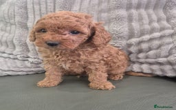 Miniature Poodle dogs for sale: KC Fox Red Miniature Poodle Boys - Image 19