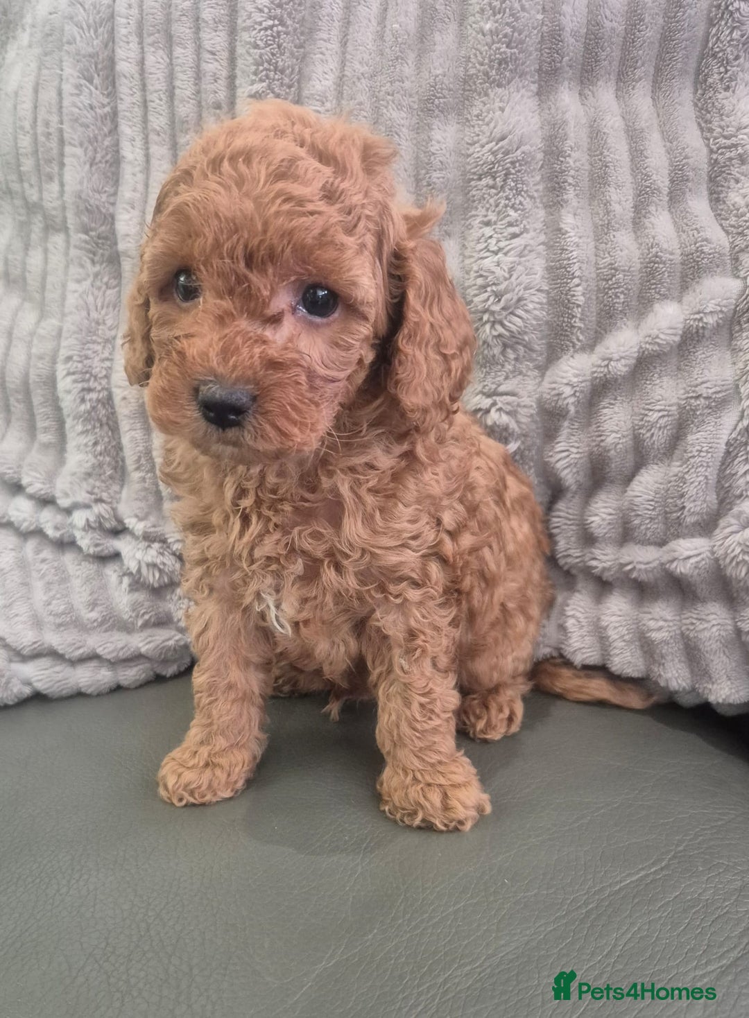 Miniature Poodle dogs for sale: KC Fox Red Miniature Poodle Boys - Image 19