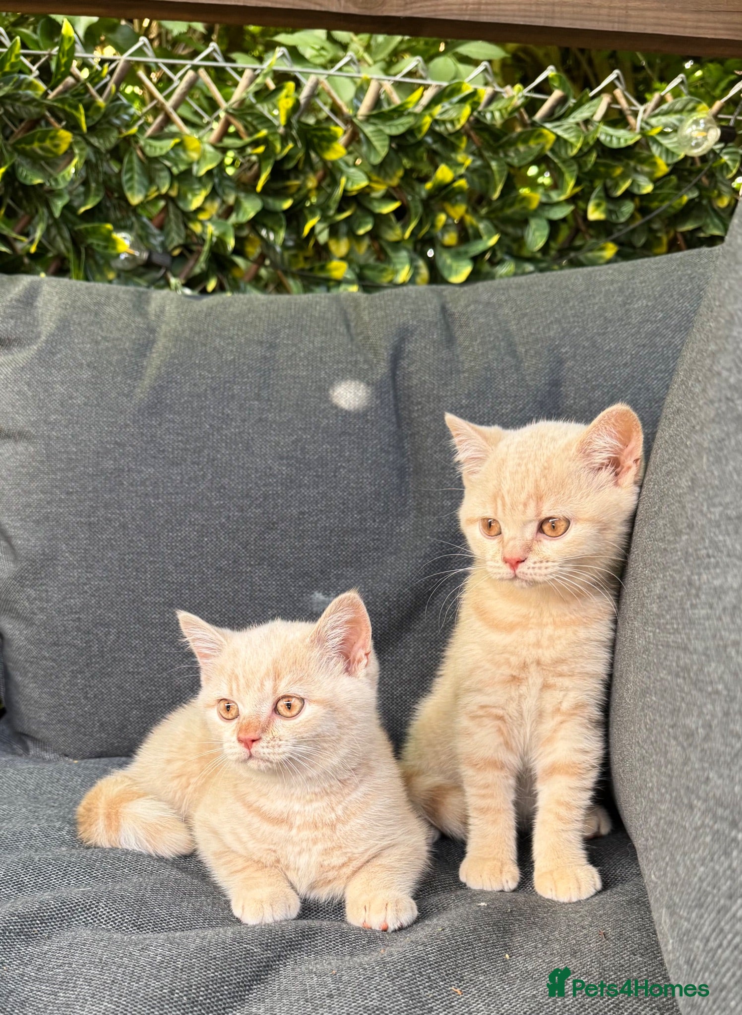 British Shorthair cats Rare Champion-Line Cream British Shorthair Girls  - Advert 16
