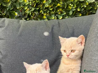 British Shorthair cats Rare Champion-Line Cream British Shorthair Girls - Advert 6