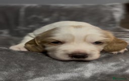 Cocker Spaniel dogs for sale: Lemon and white working cocker spaniels  - Image 14