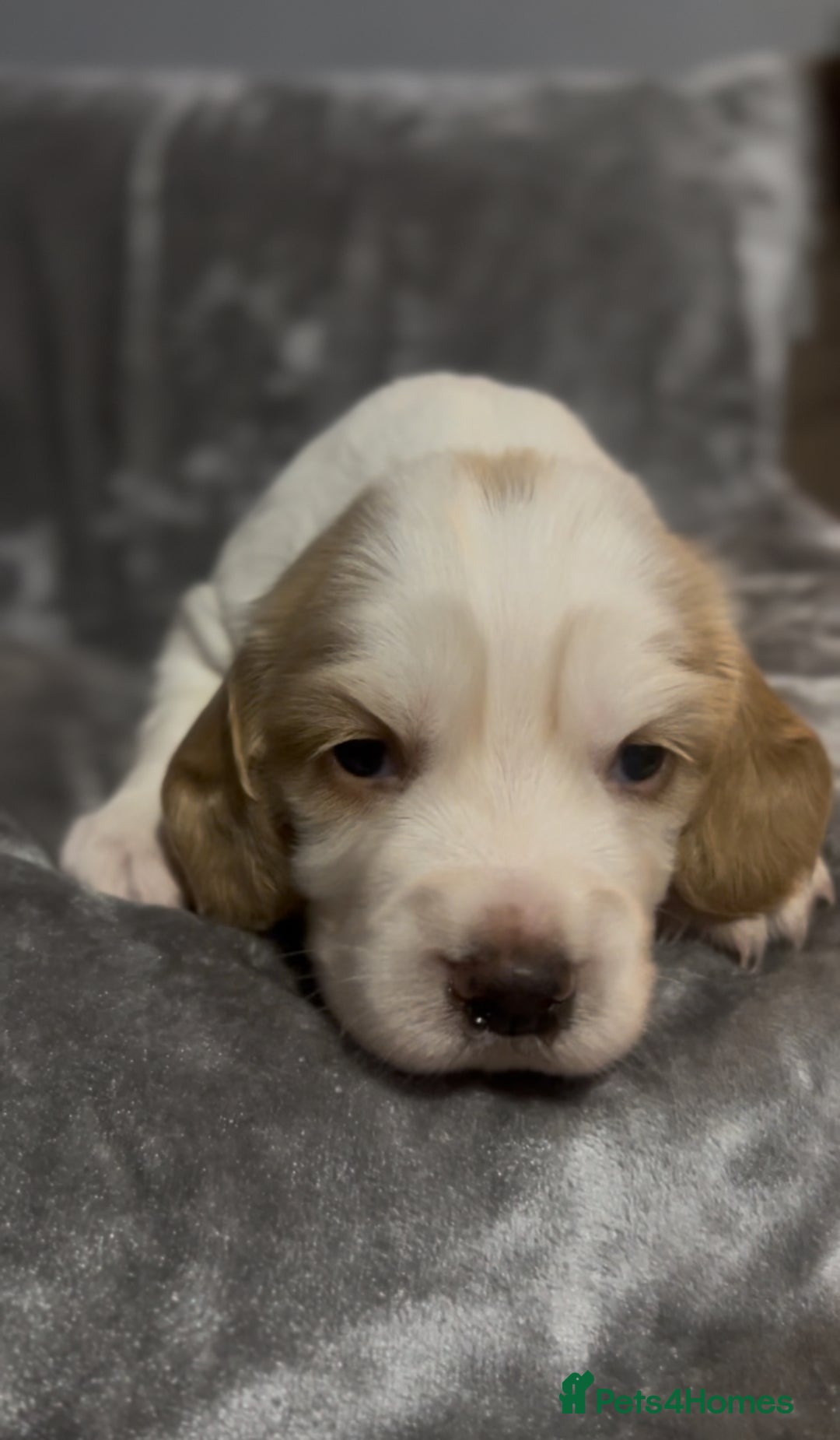Cocker Spaniel dogs for sale: Lemon and white working cocker spaniels  - Image 14