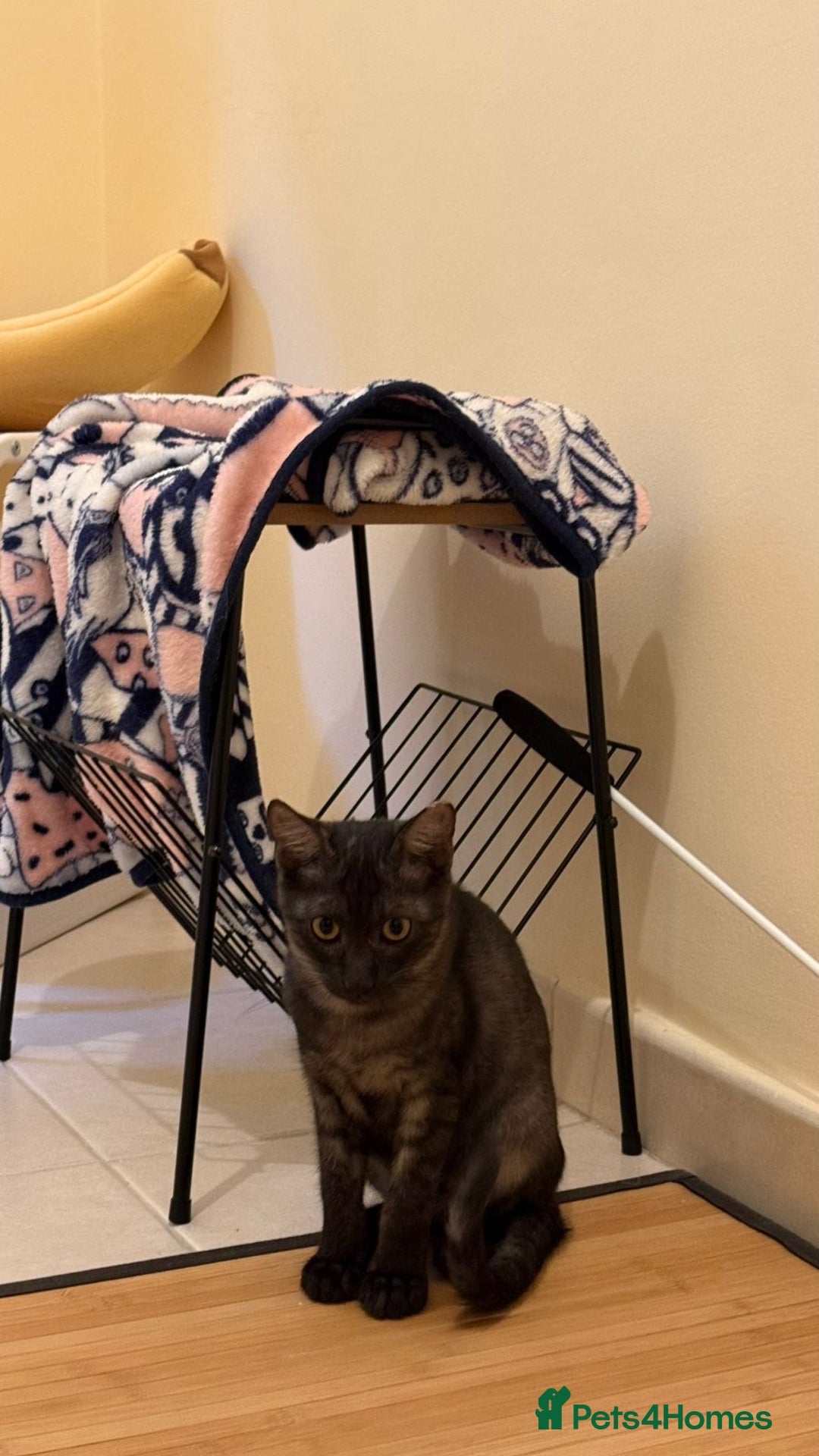 Mixed Breed cats for adoption: [Indoors Only] Lovely & Playful Trio Brothers - Advert 6