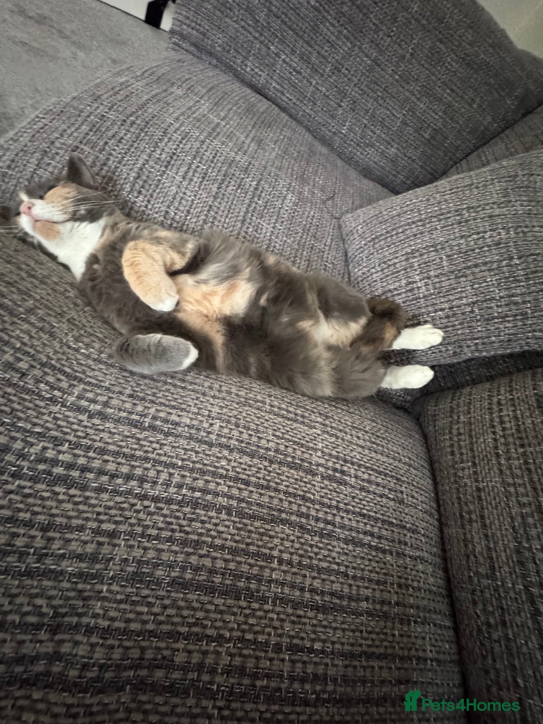 Mixed Breed cats for sale: Luna 🤍 5yrs old  - Advert 4