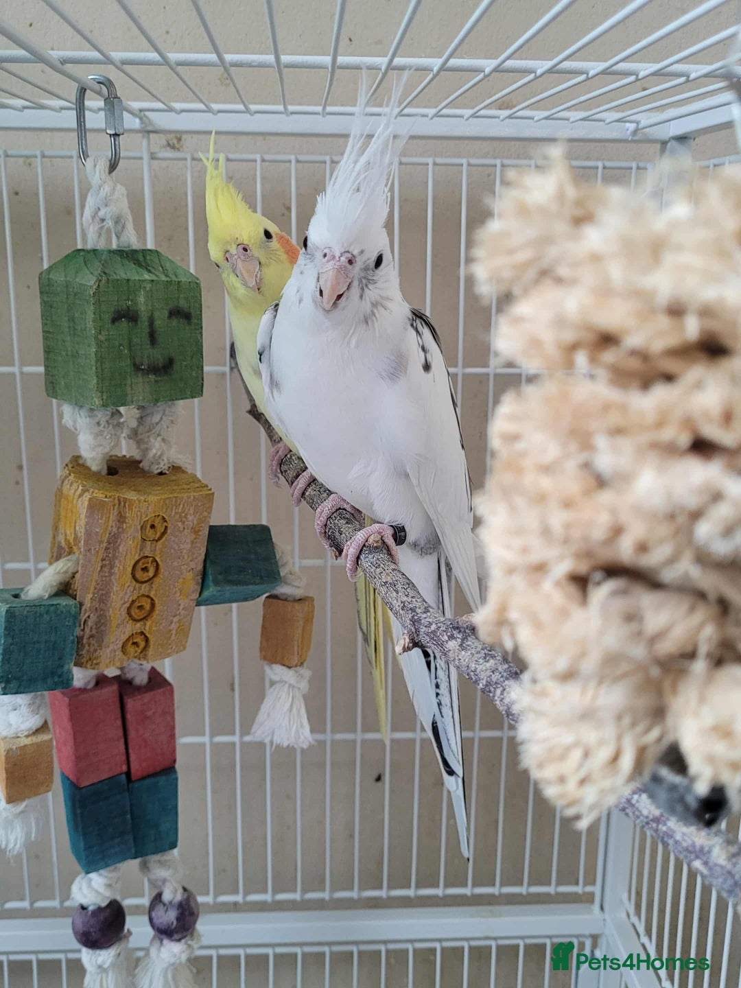 Cockatiels birds for sale: Male and Female Cockatiel - Advert 2