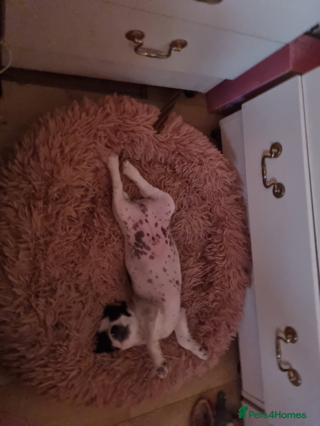 Jack Russell dogs for sale: 6 month jack russell  - Image 4