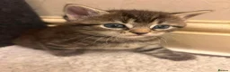 Domestic Shorthair cats for sale: 3 kittens for sale - Advert 4