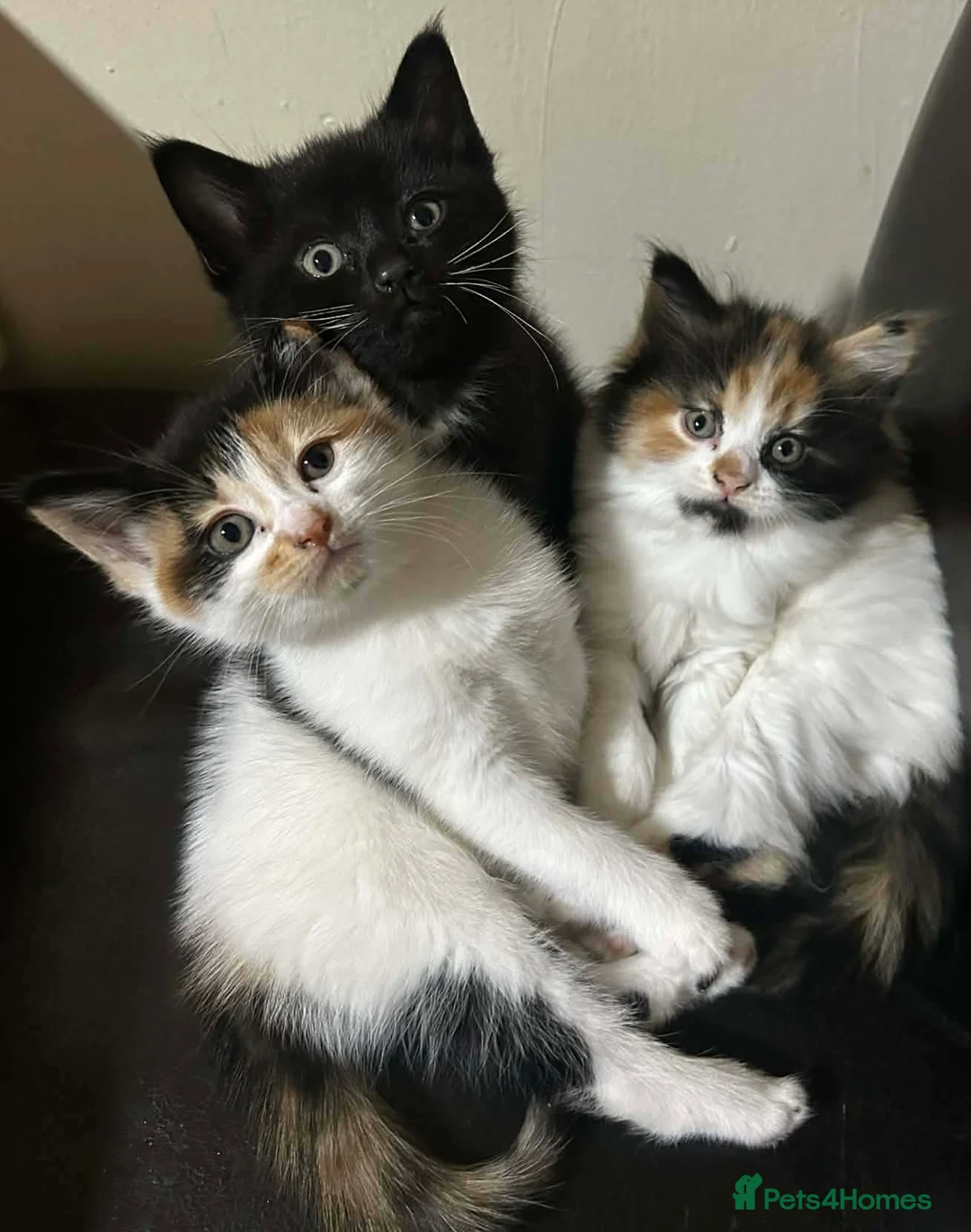 Siamese cats for sale: Siamese mixed kittens  - Advert 14