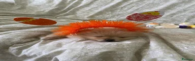 Pomeranian 2