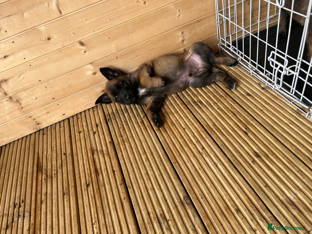 Belgian Shepherd Dog dogs for sale: 9 Belgian malinois puppies 🧬‼️ - Image 11