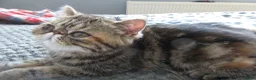 Exotic cats for sale:  Beautiful Exotic female kittens - Advert 17