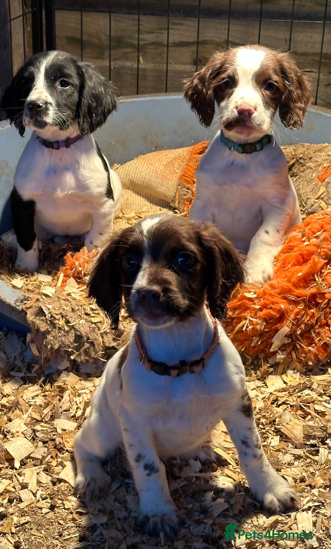 English Springer Spaniel dogs for sale: KC English Springer spaniel puppies  - Advert 2