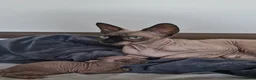 Sphynx cats for sale: 🐾 ADORABLE SPHYNX KITTEN BOY FOR SALE 🐾 - Advert 4