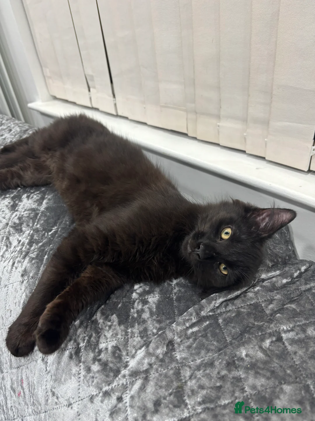 Mixed Breed cats for sale: Maine coone mixed breed - Advert 5