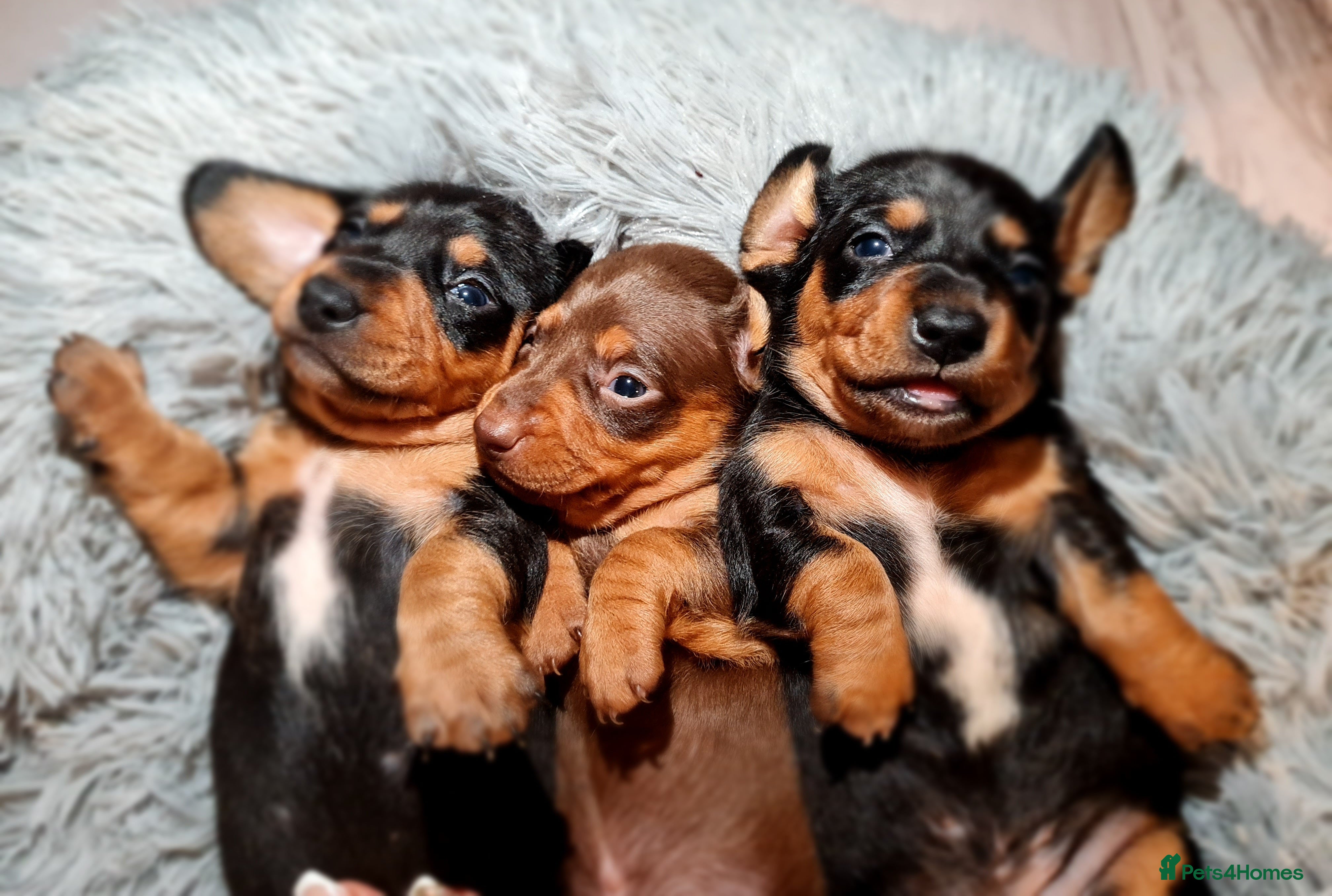 Miniature Dachshund dogs Extra miniature daschunds baby 🩷 - Advert 3