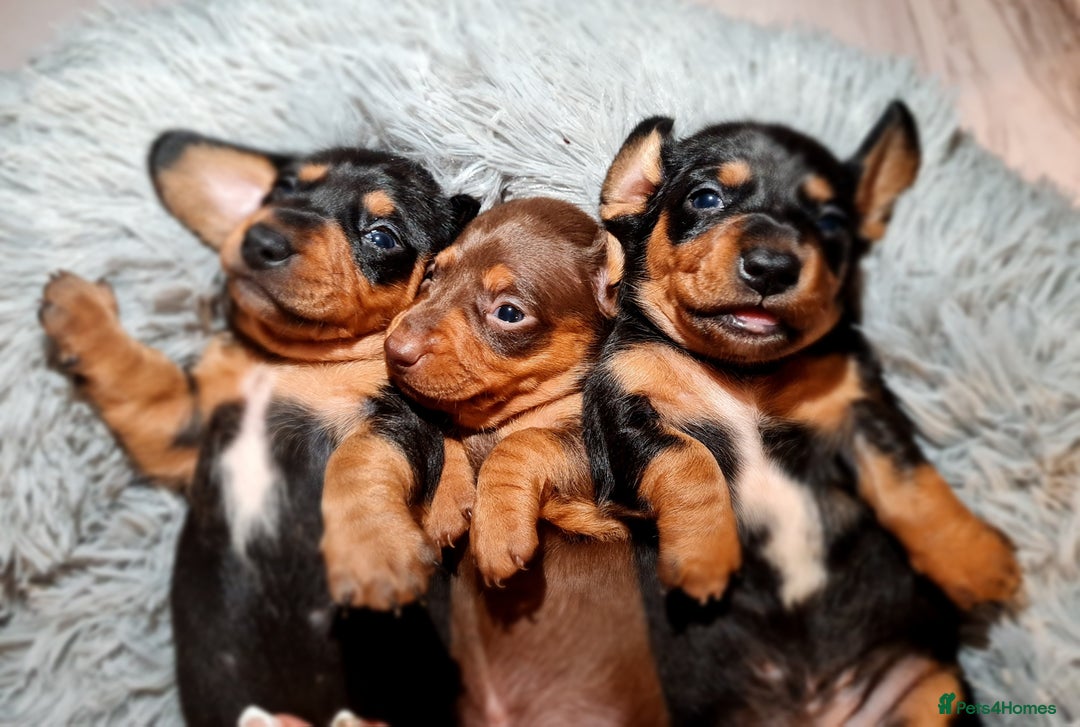 Miniature Dachshund dogs for sale: Extra miniature daschunds baby 🩷 - Advert 1