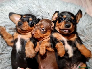Miniature Dachshund dogs Extra miniature daschunds baby 🩷 - Advert 7