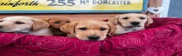 Labrador Retriever dogs for sale: KC Reg Labrador pups Working Traditional Chunky - Advert 7