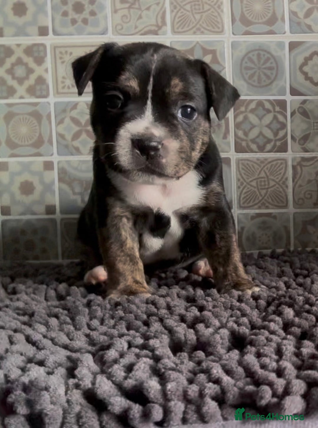 Mixed Breed dogs for sale: Staffie/Frenchie pups - Image 11
