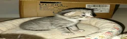 Mixed Breed cats for sale: babies for sale  - Advert 9