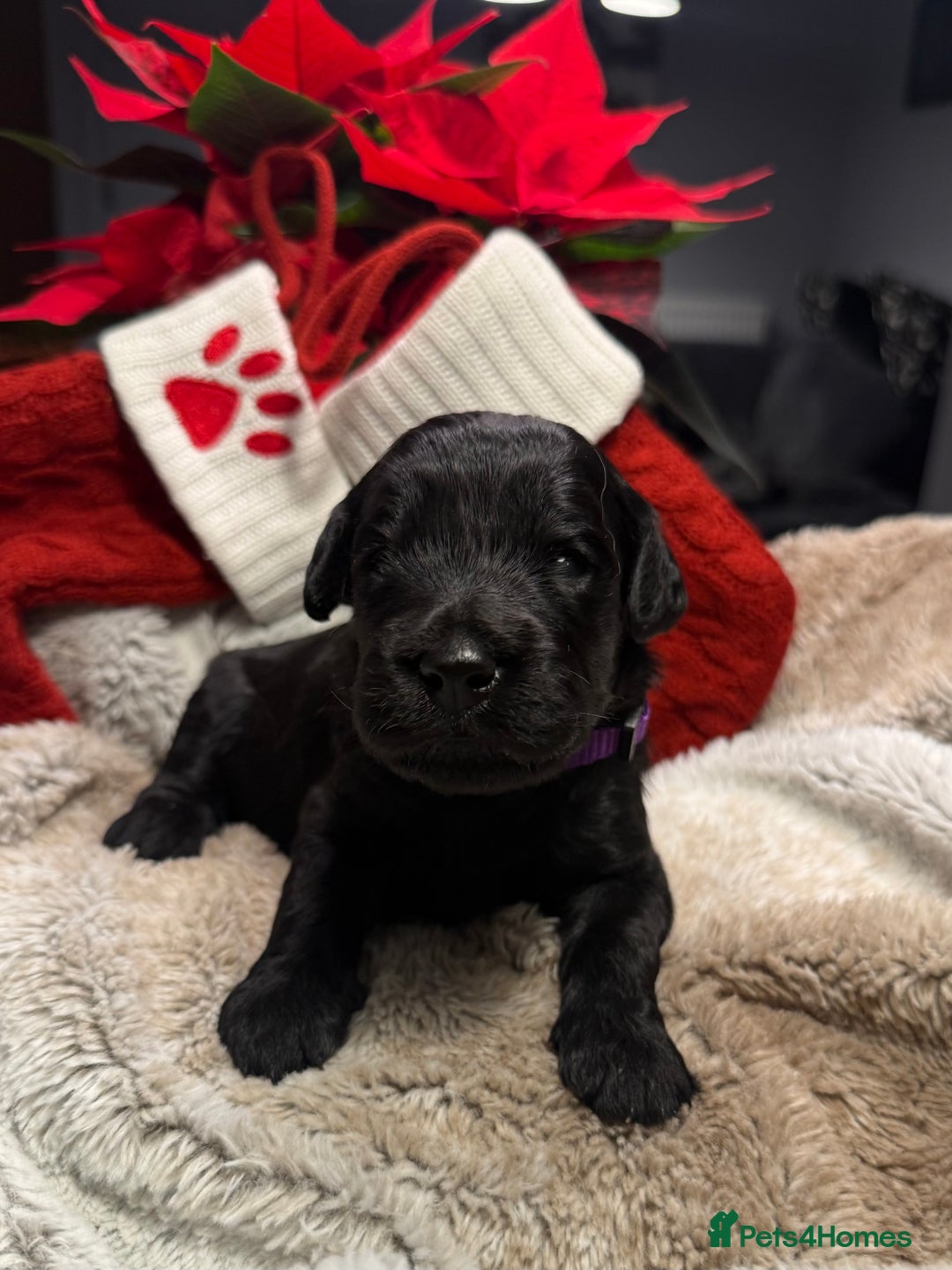 Goldendoodle dogs for sale: Health tested F1 Goldendoodle puppies  - Advert 19