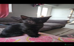 Domestic Shorthair cats for sale: Gorgeous black girl looking for her forever 🏡  - Image 5
