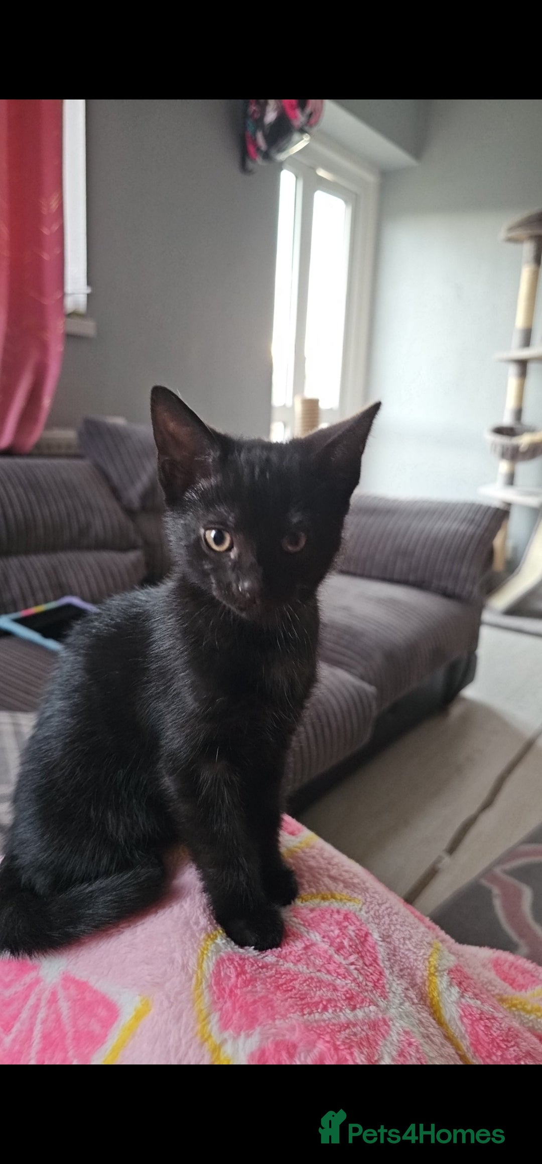 Domestic Shorthair cats for sale: Gorgeous black girl looking for her forever 🏡  - Image 5