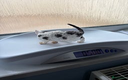 Devon Rex cats for sale: Quintelin Devon Rex - Image 4