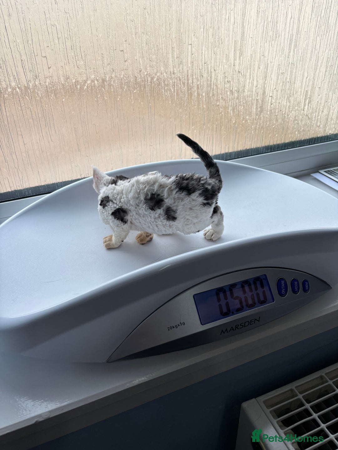 Devon Rex cats for sale: Quintelin Devon Rex - Image 4