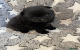 Pomeranian dogs for sale: Pomeranian puppies - Image 24