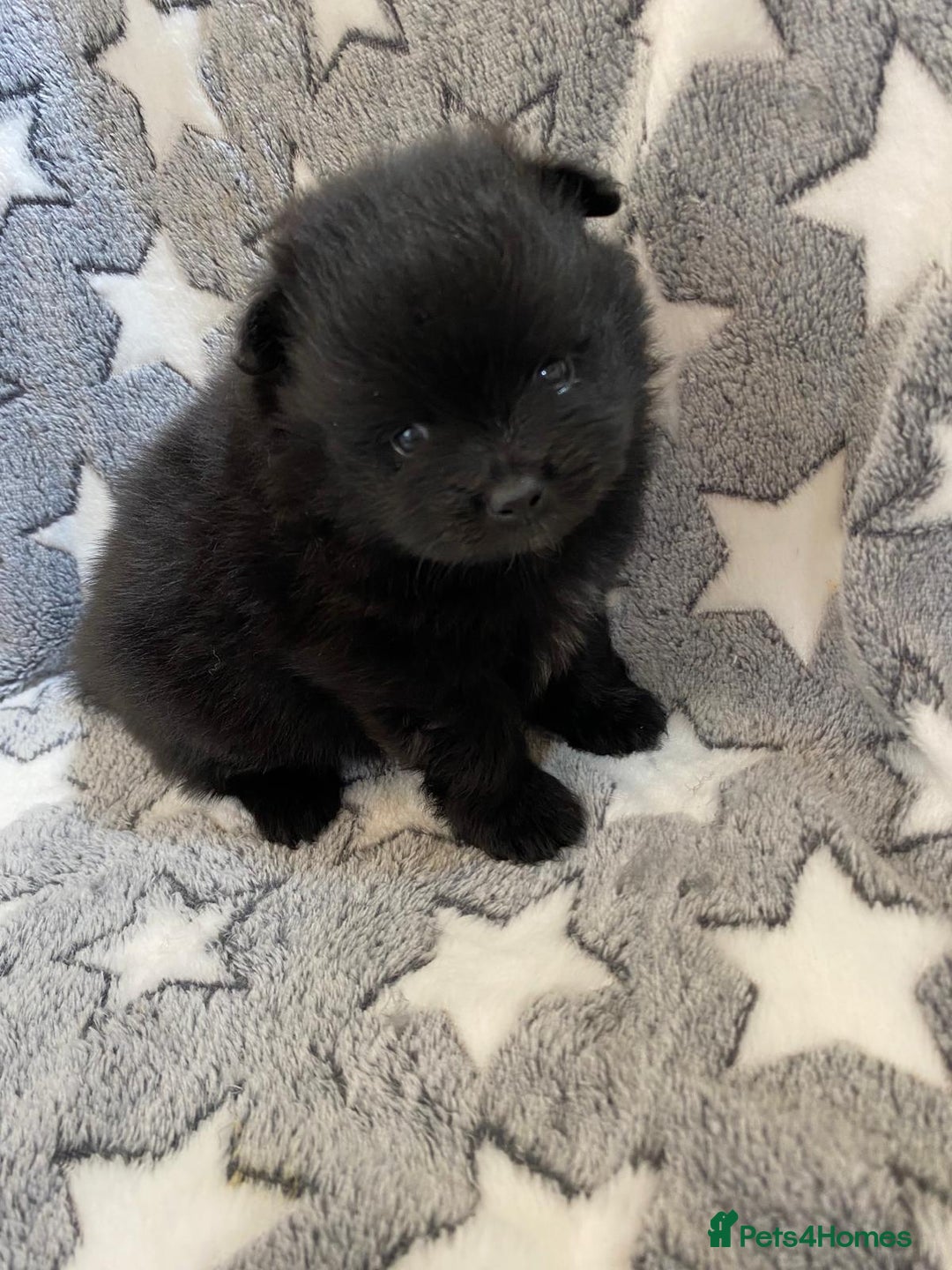 Pomeranian dogs for sale: Pomeranian puppies - Image 24