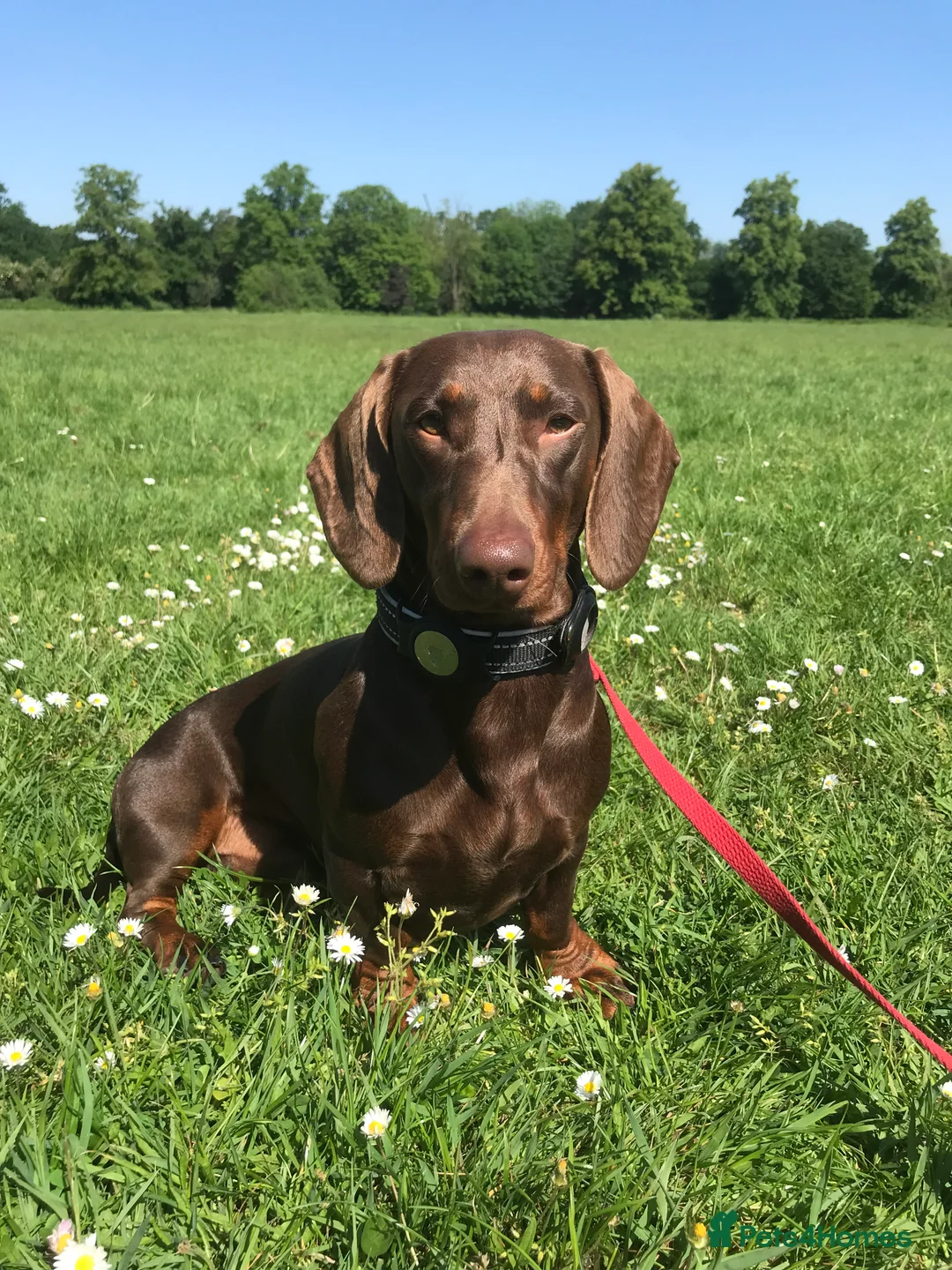 Dachshund dogs for stud: Standard dachshund for stud in London - Advert 4