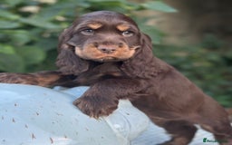 Cocker Spaniel dogs for sale: Stunning show cocker spaniels  - Image 19