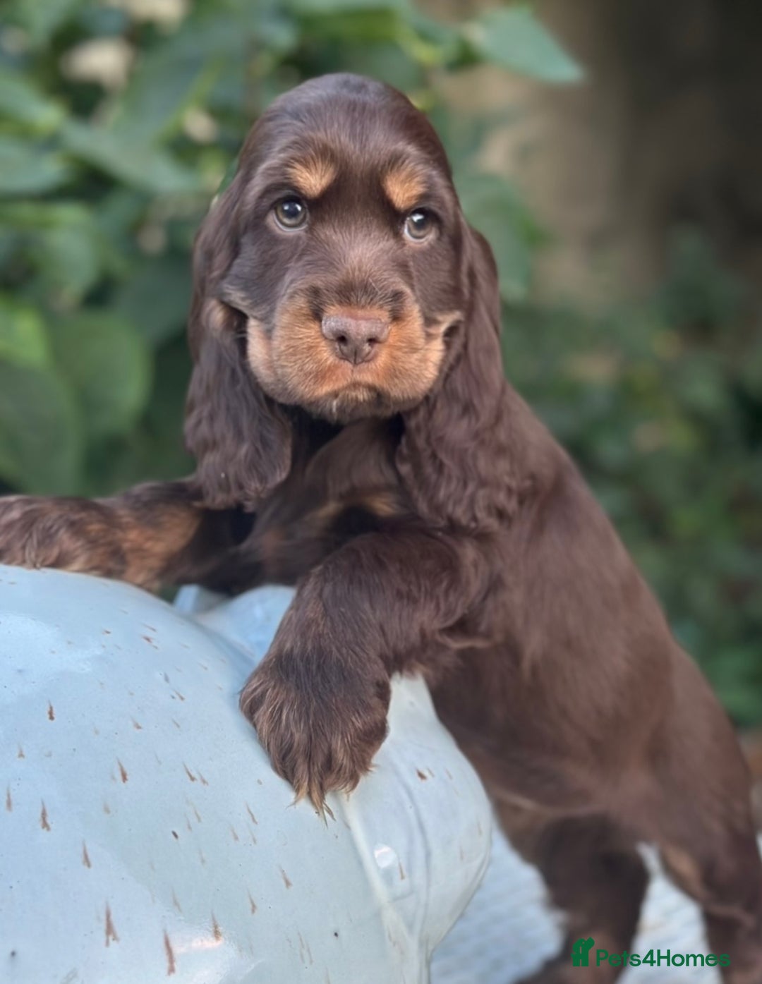 Cocker Spaniel dogs for sale: Stunning show cocker spaniels  - Image 19
