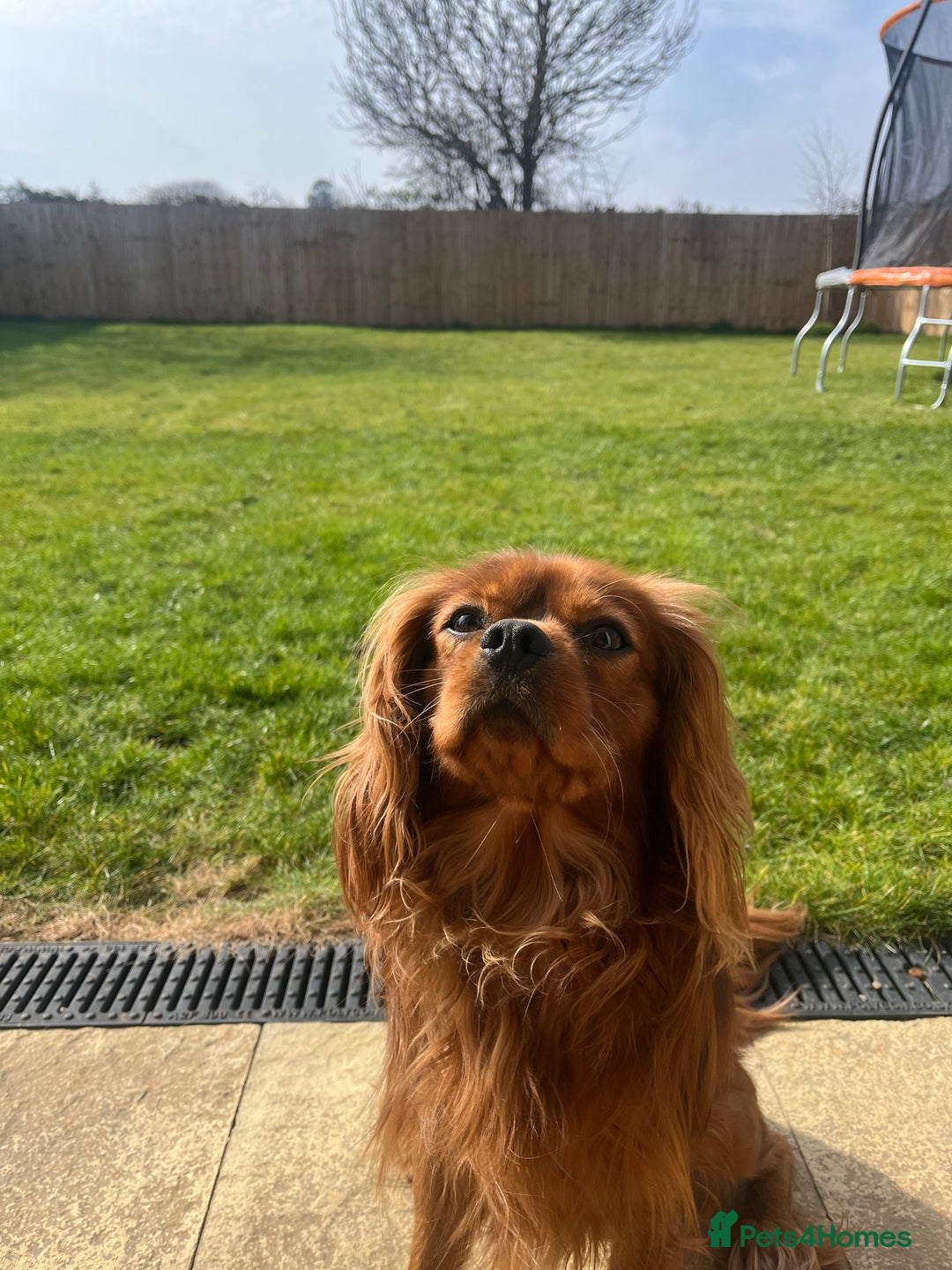 Cavalier King Charles Spaniel dogs for sale: King Charles Cavalier  - Image 3