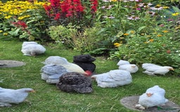 Chickens poultry for sale: Show standard lavender pekin bantams  - Image 2