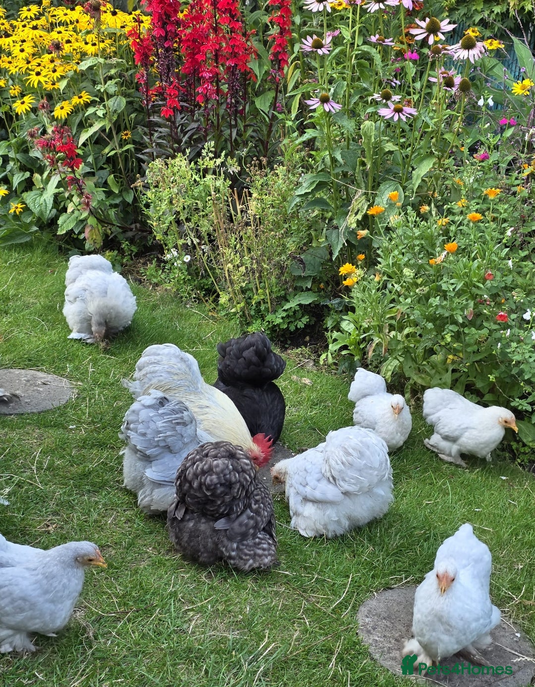 Chickens poultry for sale: Show standard lavender pekin bantams  - Image 2