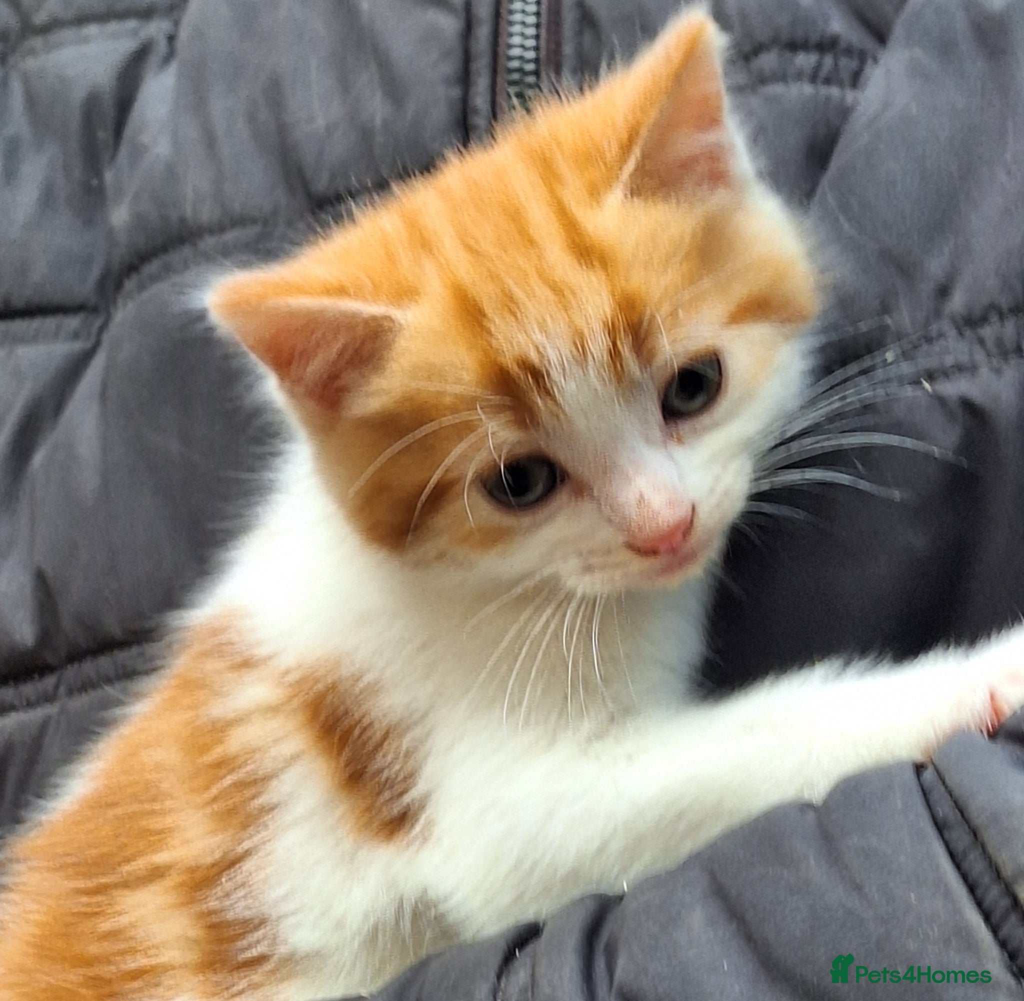 Mixed Breed cats Adorable kittens with stunning markings  - Advert 1