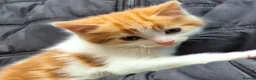 Mixed Breed cats for sale: Adorable kittens with stunning markings  - Advert 1
