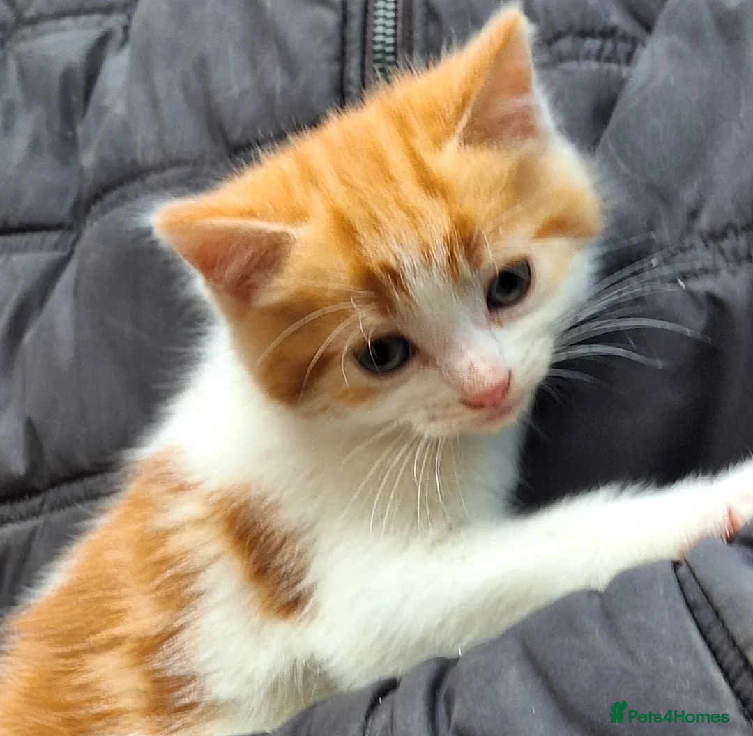 Mixed Breed cats for sale: Adorable kittens with stunning markings  - Advert 1