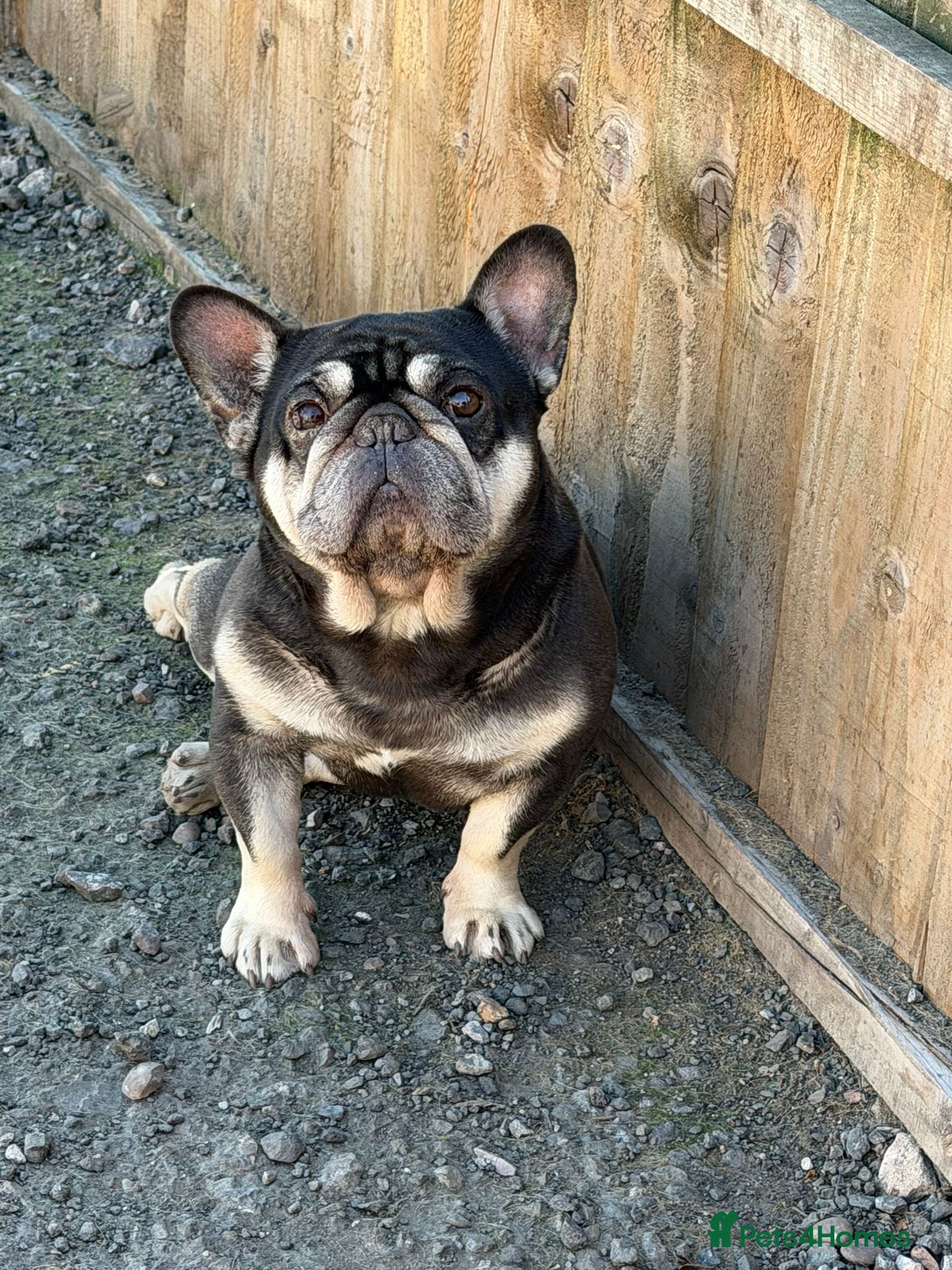 French Bulldog dogs French Bulldog - Advert 2